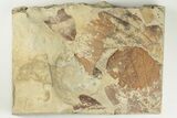 Two Fossil Leaves (Zizyphoides) - Montana - #203355-2